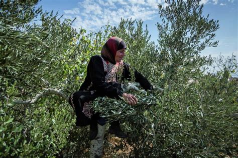 Zaytoun: ten years of selling Palestinian olive oil.